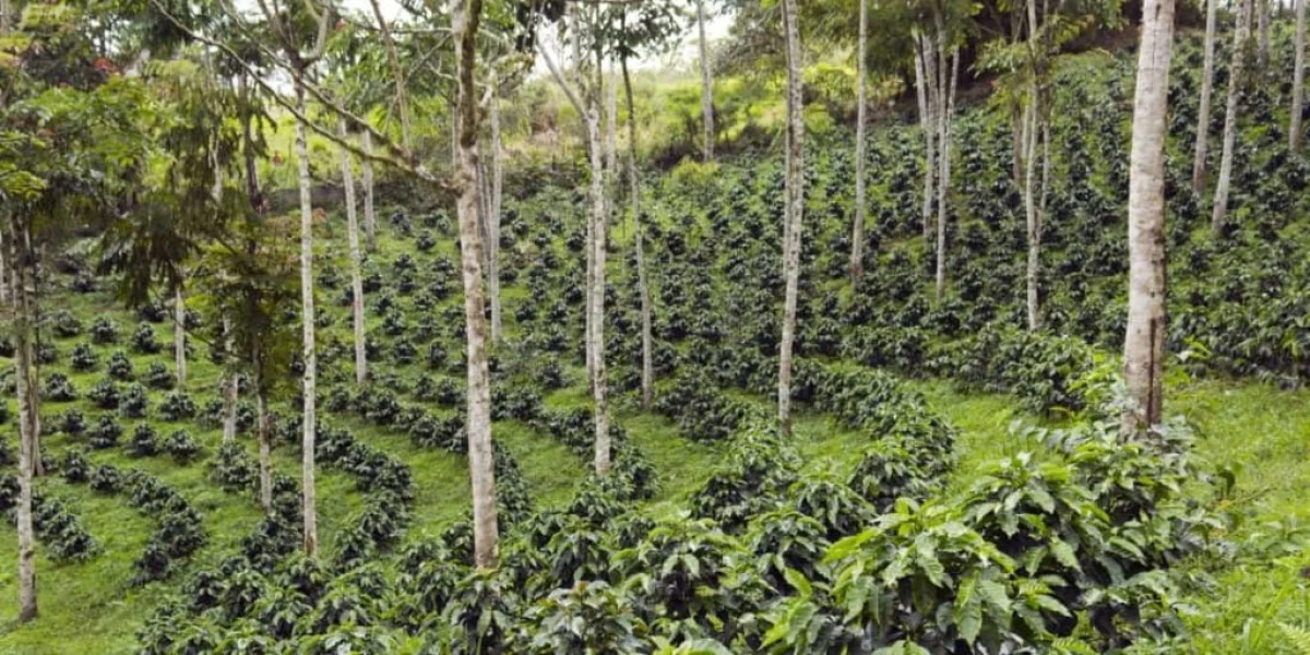 Café de sombra na Serra de Baturité
