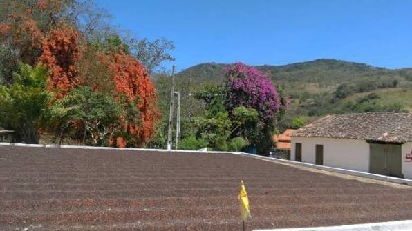 Cafezal na Serra de Baturité